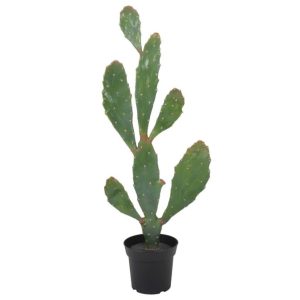 Verde kaktus