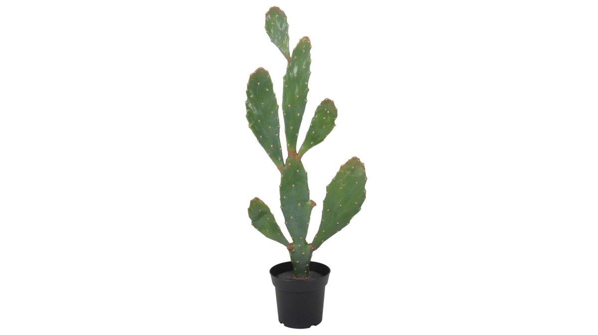 Verde kaktus