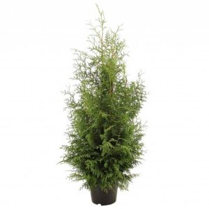 Thuja occ. Brabant 80-100cm 5ltr potte