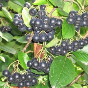 Aronia Melanocarpa Moskva / Svartsurbær